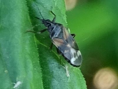 Anthocoris sp.